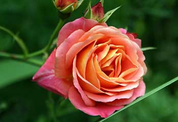 How to Care for Your Roses in Summer: Eco Lawn Care’s Recommendations